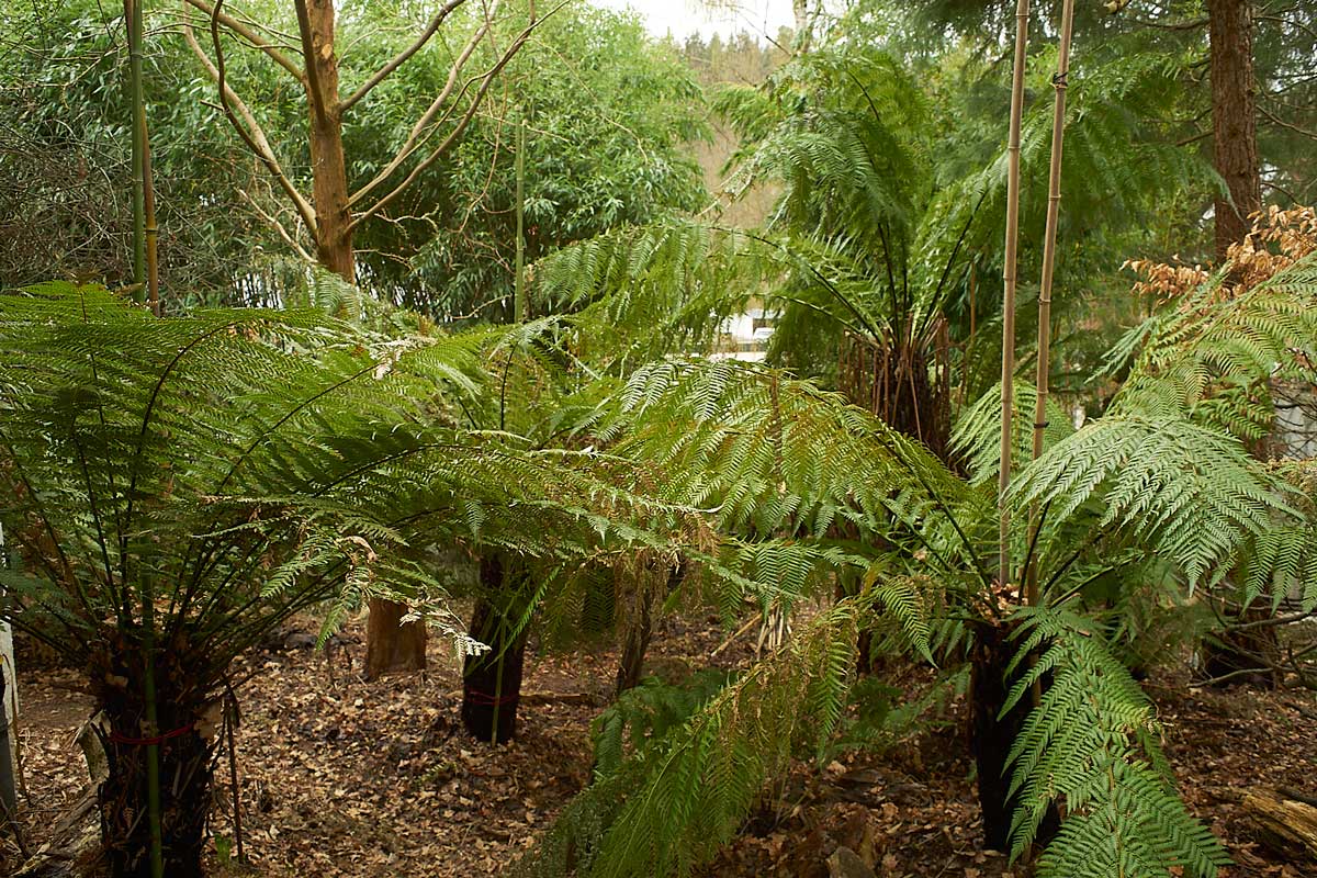 RE: Baumfarn dicksonia antarctica Wie genau giest man? - 2